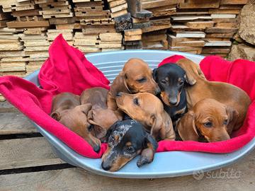 Cuccioli di bassotto