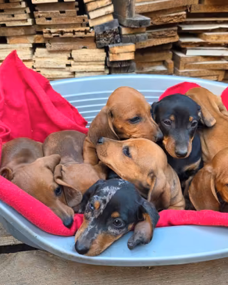 Cuccioli di bassotto