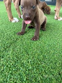 Pitbull