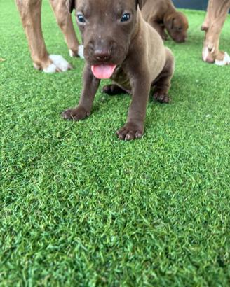 Pitbull