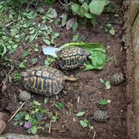 Coppia Tartarugh di terra