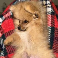 Volpino di pomerania