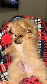 Volpino di pomerania