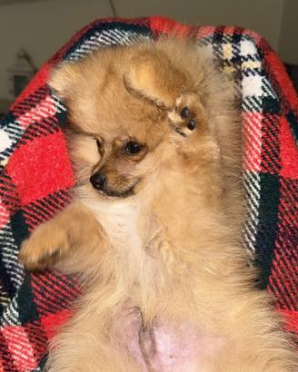 Volpino di pomerania