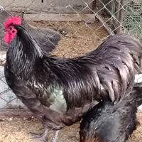 Galli Australorp