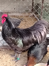 Galli Australorp