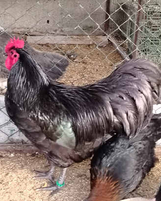 Galli Australorp