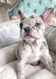 BULLDOG FRANCESE MERLE -BOULEDOGUE puppy - 12 rate