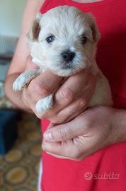 Maltipoo