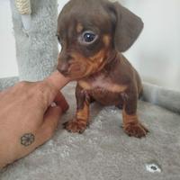 Cuccioli di bassotto