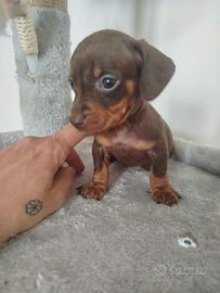 Cuccioli di bassotto