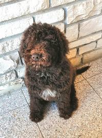Lagotto Romagnolo