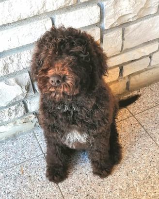 Lagotto Romagnolo