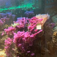 Pesci e coralli e rocce