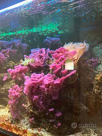 Pesci e coralli e rocce