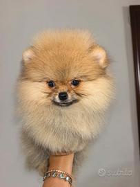Cuccioli di Spitz pomerania 