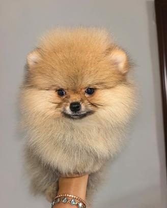 Cuccioli di Spitz pomerania 