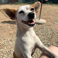 Simil pincher in adozione