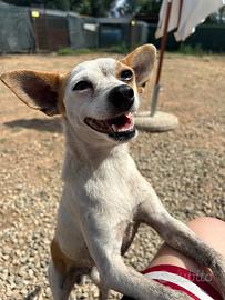 Simil pincher in adozione