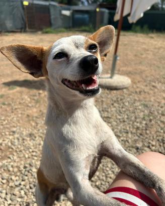 Simil pincher in adozione