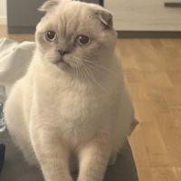 Gatto scottish fold