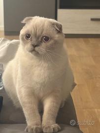 Gatto scottish fold