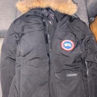 Canada goose