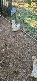 Galline moroseta e gallo isa brown
