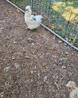 Galline moroseta e gallo isa brown