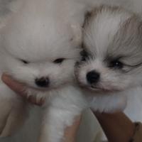 Cuccioli spitz di Pomerania