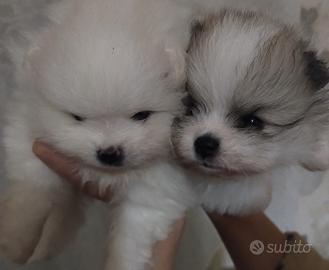 Cuccioli spitz di Pomerania