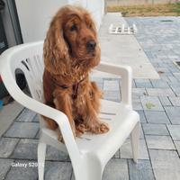 Cocker spaniel maschio per monta