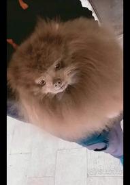 Spitz Pomerania maschio
