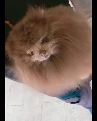 Spitz Pomerania maschio