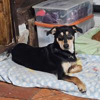 Maschio 1 anno taglia media Como