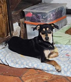 Maschio 1 anno taglia media Como