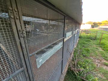 Pappagalli Palermo colorati