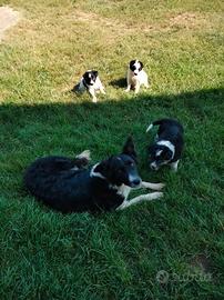 Cuccioli di 2 mesi incrocio border collie