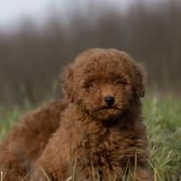 Barboncino toy rosso