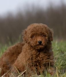 Barboncino toy rosso