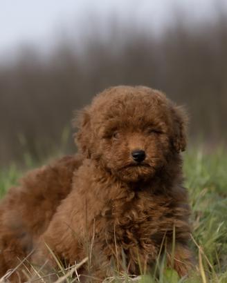 Barboncino toy rosso