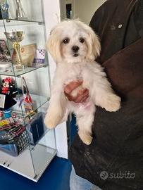 Maltese koreano - maschietto con pedigree