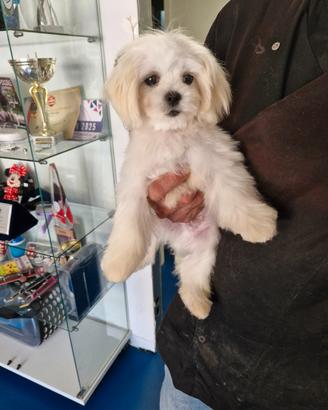 Maltese koreano - maschietto con pedigree