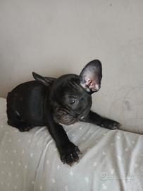 Bulldog francese