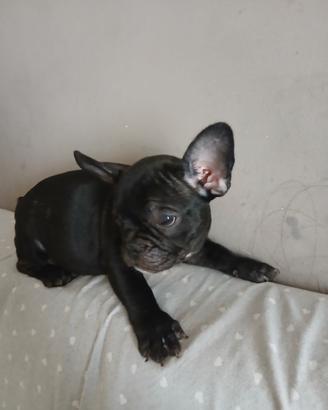 Bulldog francese