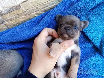 Chihuahua pedigree enci