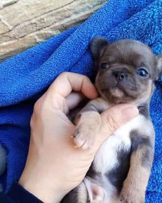 Chihuahua pedigree enci