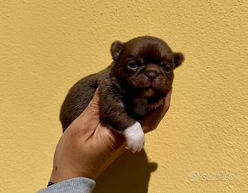 Mini cuccioli chihuahua