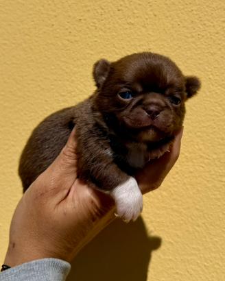 Mini cuccioli chihuahua