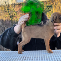 Splendida cucciola brabantina, pedigree enci